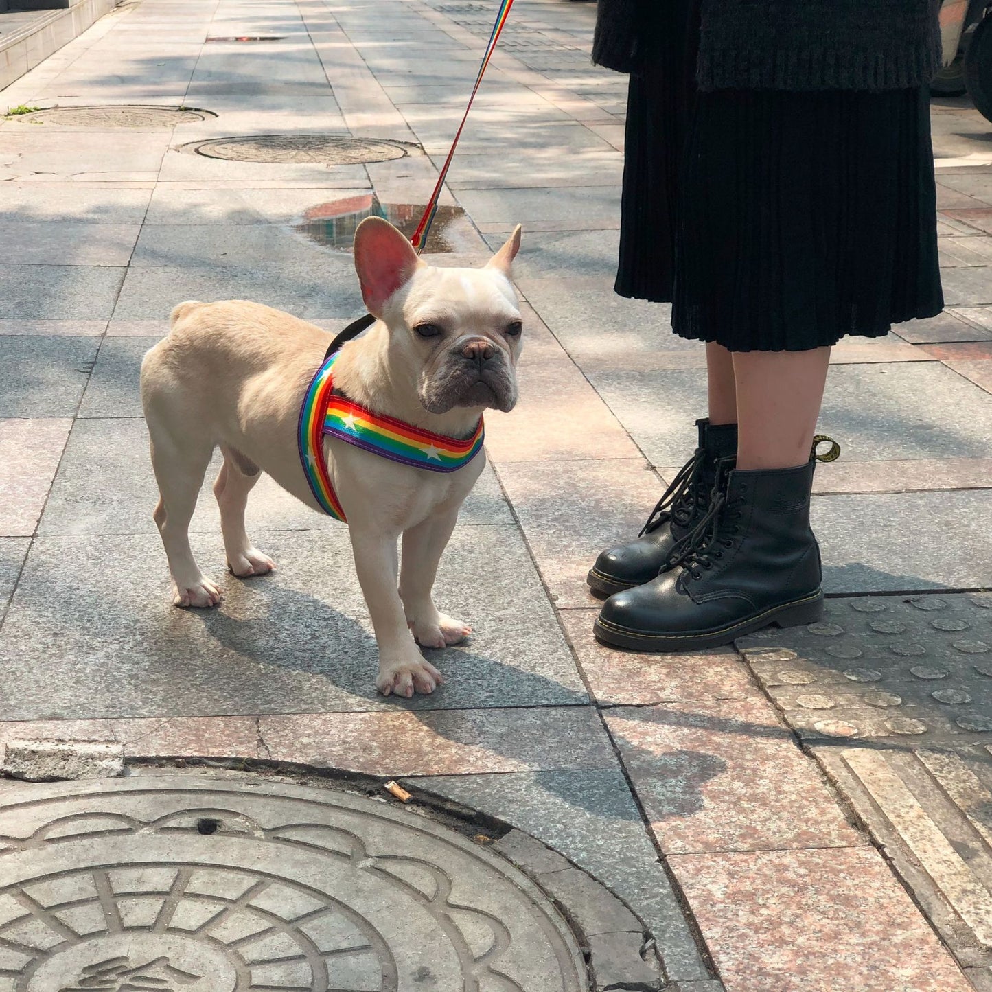 Rainbow cool dog chain dog leash
